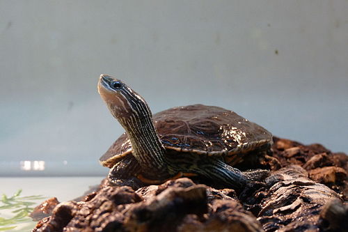 Balkan pond turtle